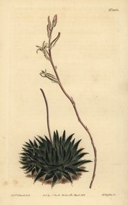 Haworthia pumila ou Tulista pumila (Aloé aloé aloé aloé aloé arachnoides pumila) de Unbekannt