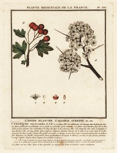 Espinheiro, Crataegus rhipidophylla de Unbekannter Künstler