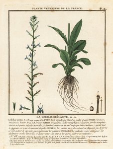 Heath lobelia, Lobelia urens. de Unbekannter Künstler