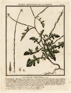 Mostarda de sebe, Sisymbrium officinale. de Unbekannter Künstler