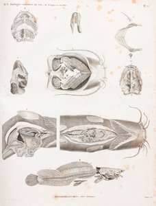 Heterobrânquios, detalhes anatómicos de Unbekannt