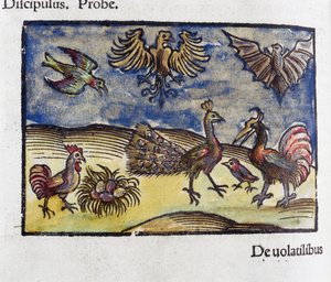 História natural, zoologia Século XVI: aves e morcegos de Unbekannt