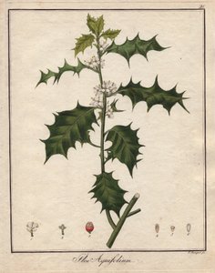 Azevinho. Gravura colorida em cobre, em Botanique Medicinale (publicada em Berlim, Alemanha) de Unbekannter Künstler