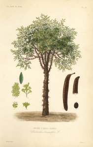 Gafanhoto de mel ou gafanhoto espinhoso, Gleditsia triacanthos, Gleditschia triacanthos, Fevier a trois epines de Unbekannt