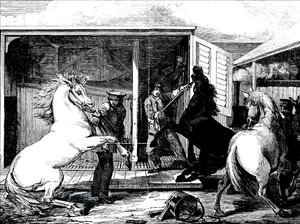 Cavalos na estação de comboios de Gloucester. de Unbekannt