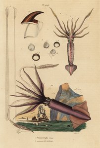 Lula Humboldt, Dosidicus gigas 1, e lula voadora europeia, Todarodes sagittatus 2. Ommastrephe geant, Ommastrephe des pecheurs de Unbekannt