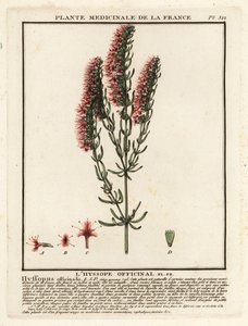 Hissopo, Hyssopus officinalis. de Unbekannter Künstler