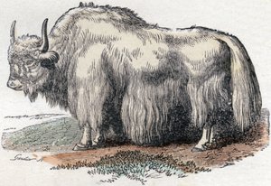 Ilustração para "Alfabeto Buffon" de Unbekannter Künstler