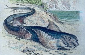 Ilustração de uma quimera (Hydrolagus colliei) de Unbekannter Künstler