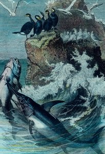 Ilustração de um atum de Unbekannter Künstler