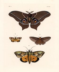 Imbrasia epimethea (Saturnia epimethea) 1, traça-dos-carvalhos riscada de rosa, Anisota virginiensis (Dryocampa virginiensis) 2, Crameria aegocera (Aegocera amabilis) 3, e Eudocima materna (Triphaena materna) 4. Litografia colorida à mão da nova obra de Jo de Unbekannter Künstler