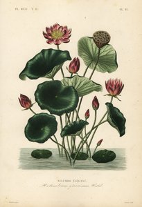 lótus indiano, Nelumbo nucifera, Nelumbium speciosum, Nelumbo elegante de Unbekannt