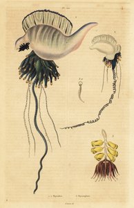 Homem-de-Guerra Português Indo-Pacífico, Physalia utriculus 1, Homem-de-Guerra dos Açores, Physalia physalis 2, e Siphonophora zoophyte, Physsophora disticha 3. Physalies, Physsophore de Unbekannt
