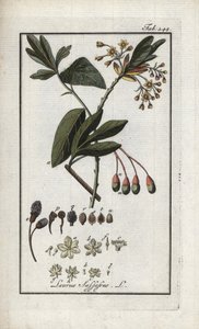 Loureiro Iroquês (Sassafrás albidum). Litografia de "Afbeelding der Artseny-Gewassen" de Johannes Zorn (1739-1799), Países Baixos de Unbekannter Künstler
