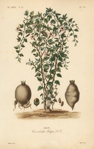 Jalap vinha, Ipomoea jalapa, Convolvulus jalapa, Jalap de Unbekannt