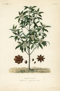 Anis japonês, anis ou anis sagrado, Illicium anisatum, Illicium religiosum, Badiane sacree de Unbekannt