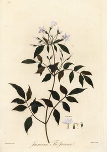 Jasmim, Jasminum officinale. 1805 (gravura) de Unbekannter Künstler