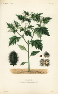 Jimsonweed ou laço do diabo, Datura stramonium, Stramoine de Unbekannt