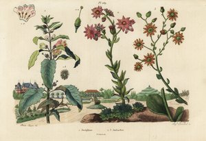 Josephine plant, Josephinia imperatricis 1 e stonecrops, espécie Crassula 2,3 de Unbekannt