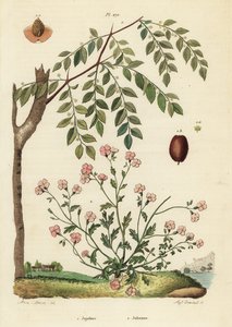 Jujube ou data chinesa, Ziziphus jujuba 1, e estoque da Virgínia, Malcolmia maritima 2 de Unbekannt