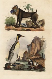 Pinguim rei, Aptenodytes patagonicus 1, e mandril, Mandrillus sphinx, vulnerável, 2 de Unbekannt