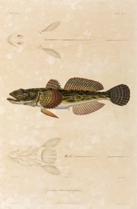 Knout goby, Mar Negro de Unbekannt