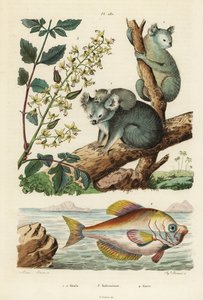 Koala, Phascolarctos cinereus 1,2, árvore de verniz, Koelreuteria paniculata 3, e Kurtus indicus 4. Koala, kolreuteria, kurte de Unbekannt