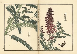Kouka ou kujin, Sophora flavescens. Raiz utilizada na medicina chinesa como ku shen. Gravura em madeira colorida à mão de Kono Bairei de Kusa Bana Hyakushu (Cem Variedades de Flores), Tóquio, Yamada de Unbekannter Künstler
