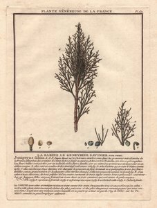 La Sabine, o Savinier Juniperus fabina. Planta venenosa, descrição de um ramo masculino (centro) e feminino (esquerda), com pormenores de frutos em diferentes estádios de maturação. Eau forte en couleurs Século XVIII, em Herbier de la France (1780-1793), d de Unbekannter Künstler