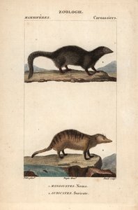 La mangouste et le suricate - Eau forte de Jean Gabriel Pretre (1780-1845), gravado por Carnonkel, para o dicionário de ciências naturais: mamíferos de Frederic Cuvier, editado por Pierre Jean Francois Turpin (1775-1840), publicado por F.G.Levrault, Paris de Unbekannter Künstler