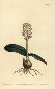 Lachenalia pallida (Lachenalia lachenalia lachenalia lachenalia lachenalia lúcida) de Unbekannt