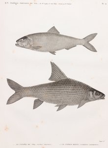 O Clupee do Nilo e o Cyprin de Unbekannt