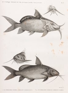 Le Pimedlode Guemel & Le Pimelode Scheilan de Unbekannt