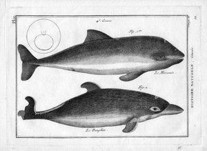 A toninha e o golfinho em "Painting Encyclopedique et Methodique des trois Regnes de la Nature" de Pierre Joseph Bonnaterre (1762-1804). Paris 1784. de Unbekannter Künstler