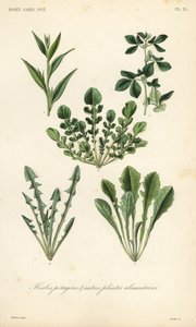 Legumes de folha, Herbes potageres de Unbekannt