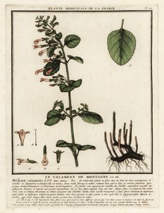 Calamint menor, Clinopodium nepeta. de Unbekannter Künstler