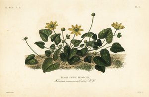 Lesser celandine or pilewort, Ficaria verna, Ficaria ranunculoides, Ficaire fauss renoncule de Unbekannt