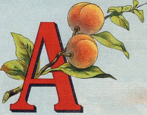 Letra A: damasco. Gravura em "Alfabeto de ma petite fille". Bernardin-Bechet e Fils, livreiro-editores, Paris, por volta de 1895. Álbum inquebrável em lona. Bibliotheque des Bebes. 12 páginas. Álbum contendo um método de leitura e um abeced ilustrativo. de Unbekannt