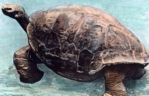 Viver no mar de Unbekannter Künstler