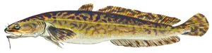 Lotte - Burbot (Lota lota) de Unbekannter Künstler