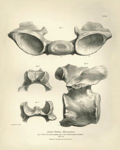 Vértebra lombar de Macrauchenia, um animal pré-histórico, encontrado por Charles Darwin durante a sua viagem de exploração a bordo do Beagle. The Zoology of the voyage of H.M.S. Beagle under the command of Captain Fitzroy during the years 1832 to 1836 edit de Unbekannter Künstler
