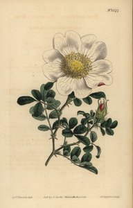 Rosa bracteata de Macartney de Unbekannt