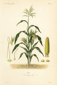 Milho ou milho, Zea mays, Mais de Unbekannt