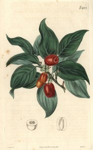 Dogwood macho, ramo com fruto. Ilustração de C. Curtis, gravura de Weddell. Eau forte em The Curtis Botanical Magazine, de Samuel Curtis de Unbekannter Künstler