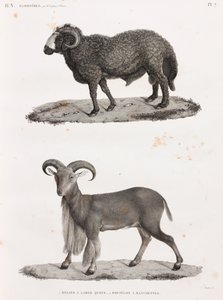 Mamíferos: um carneiro com uma grande cauda e uma ovelha Barbary de Unbekannt
