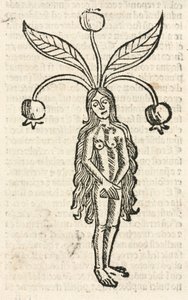 Mandrágora (forma feminina) de Unbekannt