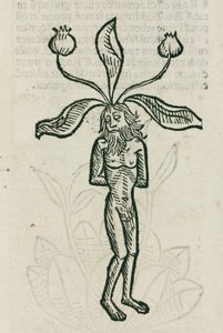 Mandrake de Unbekannt