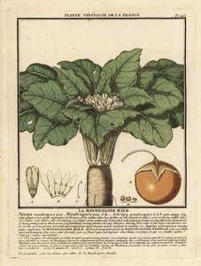 Mandrake, Mandragora officinalis. de Unbekannter Künstler