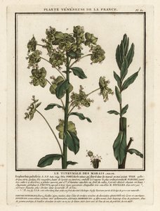 Marsh spurge, Euphorbia palustris. de Unbekannter Künstler
