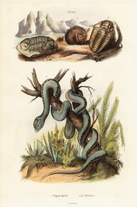Víbora martinicana e trilobitas extintos. de Unbekannter Künstler